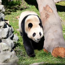 ChengDu